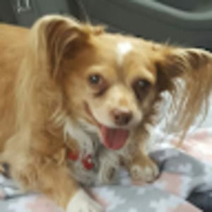 Meet your Posher, Pat